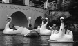 Thumbnail bb363.jpg 