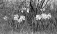Thumbnail bbe070.jpg 