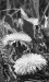Thumbnail bbe078.jpg 