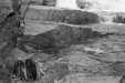 Thumbnail bbe081.jpg 