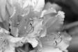 Thumbnail bb345.jpg 