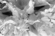 Thumbnail bb347.jpg 