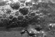 Thumbnail scan166.jpg 