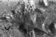 Thumbnail scan183.jpg 