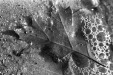 Thumbnail scan184.jpg 