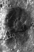 Thumbnail scan283.jpg 