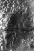Thumbnail scan284.jpg 