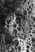Thumbnail scan287.jpg 