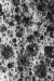 Thumbnail scan288.jpg 
