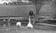 Thumbnail bb739.jpg 
