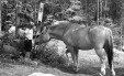 Thumbnail bb2030.jpg 