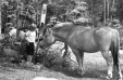 Thumbnail bb2031.jpg 